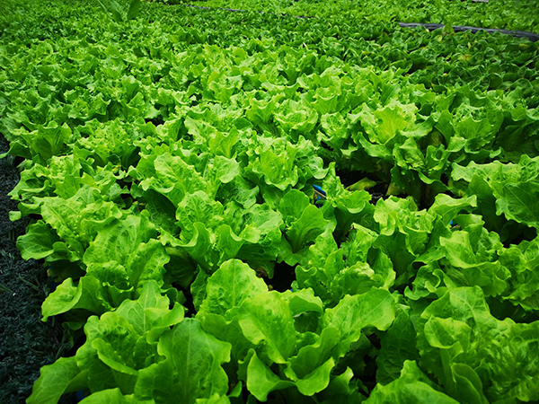 蔬菜配送過(guò)程中三個(gè)重要問(wèn)題